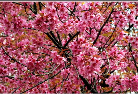 小苗：蓝花风铃、台湾樱花