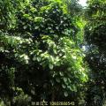 萍婆树