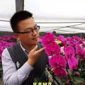 蝴蝶兰（V31）