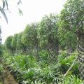 榕树笼（造型）
