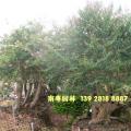 小叶紫薇