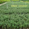胡椒木 清香木