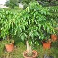 其他观叶植物