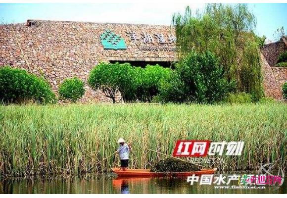 湖南洋湖湿地构建“草型清水态”自净系统 