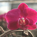 蝴蝶兰开花株
