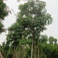 多头盆架子 黑板树