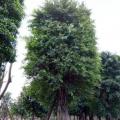 小叶榕