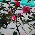 菊瓣