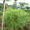 尖叶木樨榄