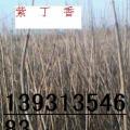 丁香