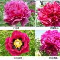 芍药/牡丹