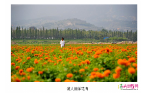 甘肃：200余万株万寿菊盛放 9月将开展菊文化活动