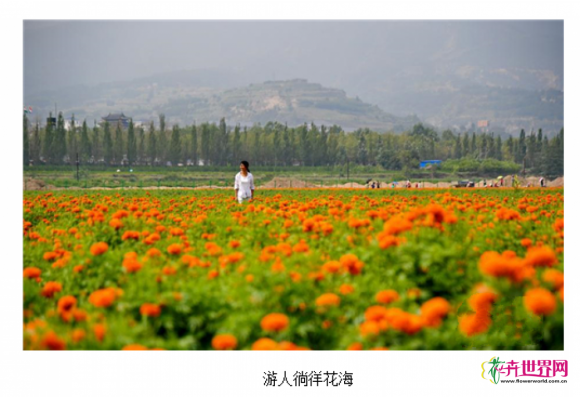 甘肃:200余万株万寿菊盛放 9月将开展菊文化活动 甘肃:200余万株万寿菊盛放 9月将开展菊文化活动