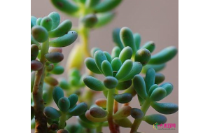 多肉植物养护办法一一八千代的养护技巧