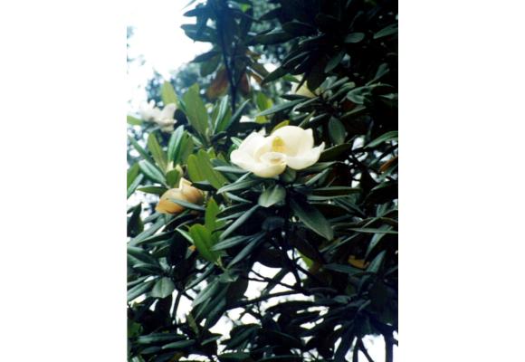 荷花玉兰