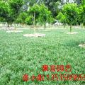 玉龙草