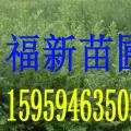 红豆杉