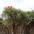 嘉宝果
