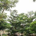 细叶榄仁