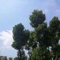 大树菠萝