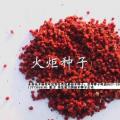火炬松