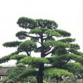 日本罗汉松