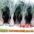 冻子椰子