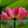 野生荷花苗|河北荷花苗|河道工程水生植物供应商