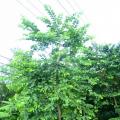红花紫荆