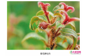 保护繁育海南珍贵野生园林花卉资源——紫毛野牡丹