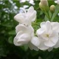 茉莉花