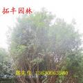 嘉宝果
