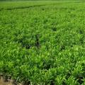 非洲茉莉