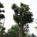 荔枝树