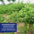 金银花