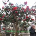 茶花