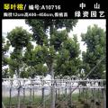 琴叶榕