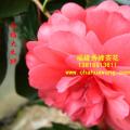 茶花  永福大朱砂