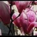 紫玉兰.广玉兰.红叶李.紫薇.紫荆