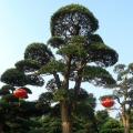 日本罗汉松