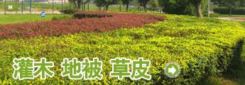栏目介绍 -灌木 地被 草皮