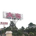 罗汉松