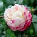 川茶花
