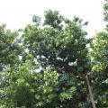 造型罗汉松