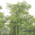 盆架子