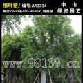 细叶榕