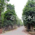小叶榕
