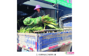 夏溪花木市场水生植物热销