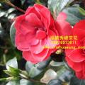 茶花  格兰那达