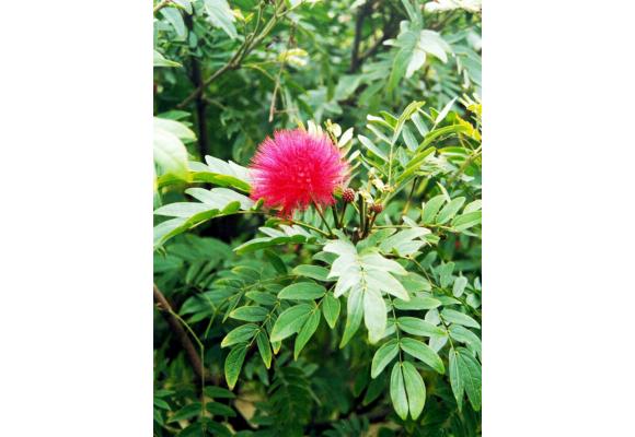 美蕊花